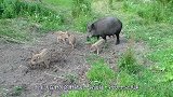 家猪和野猪一起养，会发生什么？镜头记录惨烈一幕！
