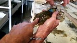 会换壳的螃蟹你见过吗？脱掉外壳霸占其他贝壳，网友：心太大了