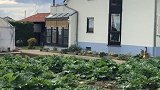 德国农民的家，菜地和大棚都在家附近，各位看看这菜地里种的是什么菜！德国 农村