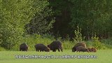 野猪被猎人逮住后，开启挖洞逃生之路，镜头记录全过程