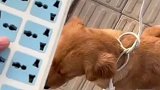男子带狗出门弄丢狗绳