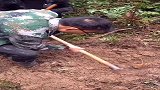 小哥上山挖竹笋，手拿锄头简单粗暴就是刨，直接出货简直帅气