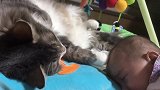 猫咪一定要摸宝宝的头，宝宝的反应太可爱了