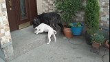 黑色獒犬气喘吁吁的在后院跟斗牛犬玩耍追逐，笼中泰迪羡慕不已