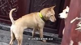 狗妈快救我这姑娘就是狗见愁
