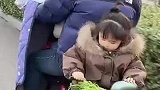 女儿坐在后座，摘了一路芹菜