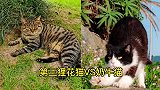 全网的猫咪打架名场面，最后的银渐层欺负小鸟？