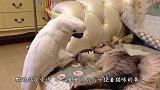 主人邀请猫咪下水玩耍，猫咪的举动太萌了，镜头记录温馨画面