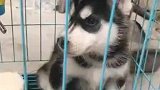 哈哥去新家享福了