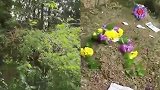 4600万的别墅门外趴着坟头 一到清明就有人烧纸