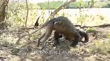 猴子挑衅科摩多巨蜥，直接被一口咬住，就这样活活“生吞”！