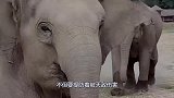 大象腿上肿起巨包，被人类救助后，下一秒的画面让人泪目
