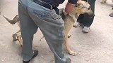 狗肉车上被解救的一条狗狗