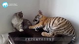 老虎招惹猫咪，不料被猫咪赏了一耳光，下一秒搞笑的一幕发生！