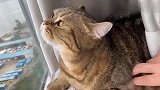 猫咪生气了，教你们如何哄好一只生气的猫咪