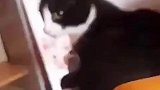 猫咪坐在沙发上，突然被尾巴扇一耳光，尾巴早就看你不爽了