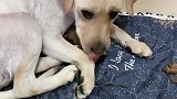 拉布拉多犬赛文又霸占石榴的孩子，这小模样太可爱了，萌萌哒