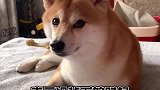 无论老三变成什么样，它都是我最可爱的小宝贝呀