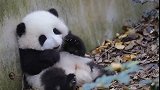 可爱的小熊猫真是可爱呀
