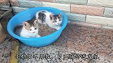 神奇的长猫盆，这可怎么办，又长出来一盆小奶猫了。