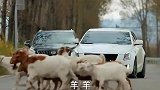 碰见女司机有理也难说