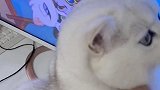 这只猫像不像你小时候故意趴在电视上的样子？呸式vlog 萌宠出道计划 萌宠高阶技能挑战
