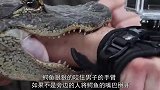 男子自称敢把头伸进鳄鱼嘴里，几秒钟后悲剧发生了！