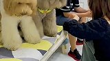 是宠物更是家人