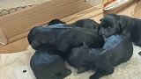 收养的流浪狗，今天生出一窝法国斗牛犬，主人直呼赚到了！