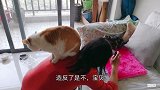 自从家里来了小猫铲屎官就有点拎不清了，今天朕就敲打敲打一下她