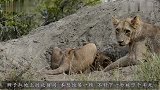 狮子趴地上刨疣猪洞，本想饱餐一顿，不料下一秒被吓个半死！