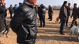 实拍农村狗市，连续赢几场比赛的猎犬，大哥相中了当场拿钱买狗