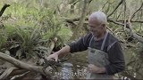 大叔在荒无人烟的小水沟中，意外发现了巨型龙虾，真是太罕见了