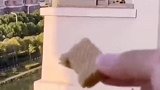 在窗台逗狗，结果狗子反被教训，狗：这是人干的事情