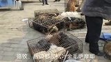 狗肉馆老板收狗的全过程，铁夹子一出手，狗狗们都不敢吱声了！