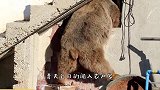平头哥闯入村庄猎杀家畜，村民放出5条猎犬围剿，不料悲剧发生了