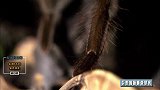 蜘蛛还能捕杀壁虎？不要质疑世界最大蜘蛛的捕食能力！