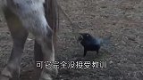 最狂妄的乌鸦，你见过吗？