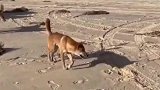 澳大利亚一海滩野狗泛滥，袭击多名游客
