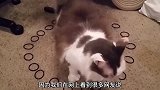 猫咪遇到圈圈走不动？铲屎官继续测试，看小可爱们的智商够不够