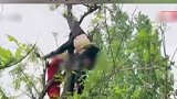 河南：尴尬了！男子上树摘槐花 结果被困树上