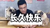 让八哥犬发光发热，让母亲健康