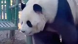 围墙被加高后的三太子，又是平平无奇的一天