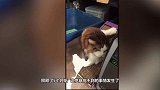 男子捡了只流浪猫，半年时间就一米多高！问了专家才知道赚翻了