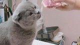 猫：我知道猪肉贵，我就吃一点点！