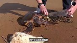 可怜的海龟遇上好心人，这才得救，真是福大命大！