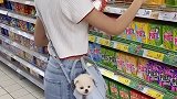这狗狗也太小了，出门放在包包里都行了亚宠展