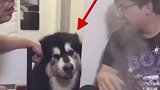小兄弟反射弧是不是忒长了