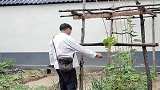 大衣哥在后院种的黄瓜，眼看就能吃了，田园生活令人羡慕！