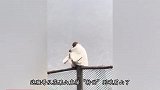 峨眉山现“穿衣猴”，游客围观拍照，仿佛大圣降临